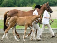 Photograph by kind permission of Greenlees Photography; copyright Greenlees Photography