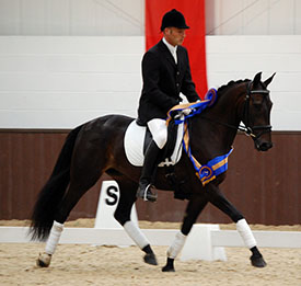 The 2007 Snuggy Hoods 4 Year Old Dressage Pony Champion, Nou Nous B.  A German Riding Pony by Nature Boy (DRP), damsire Nils and bred by Karin & Helmut Bosserhoff. Owned by Ben Martin,  Nou Nous B was also Champion 5 Year Old in 2008 ridden by Alison Berman.