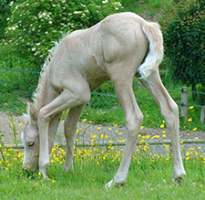 4 day old Bernwode Top Model (2010 - Top Yellow x Viktoria's Chirac)